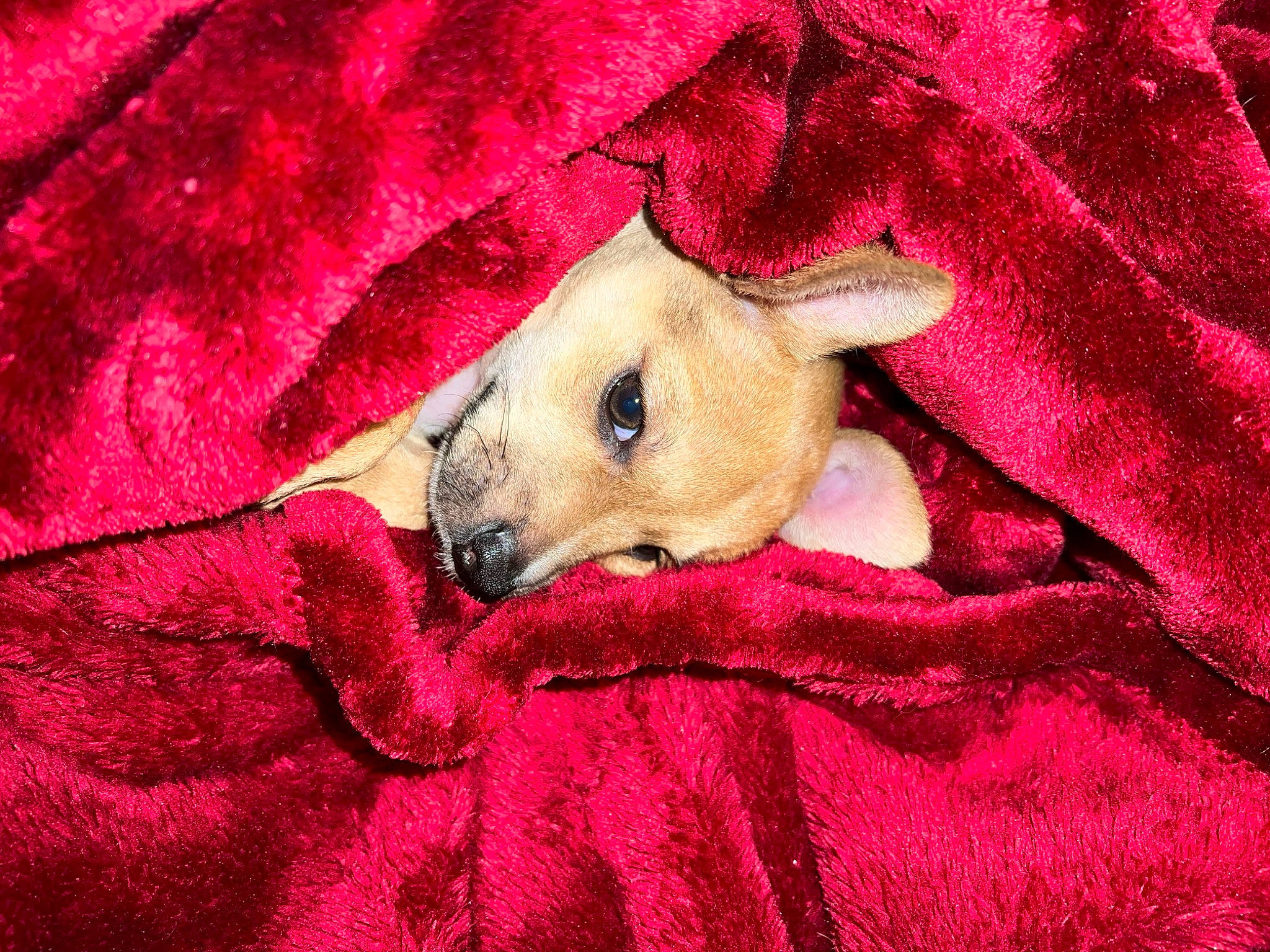 Munchie joined the competition — help win amazing prizes! bedding, canidae, carmine, carnivore, comfort, companion_dog, couch, dog, dog_breed, dog_supply, fawn, fur, linens, magenta, nap, pattern, snout, sporting_group, textile, toy_dog