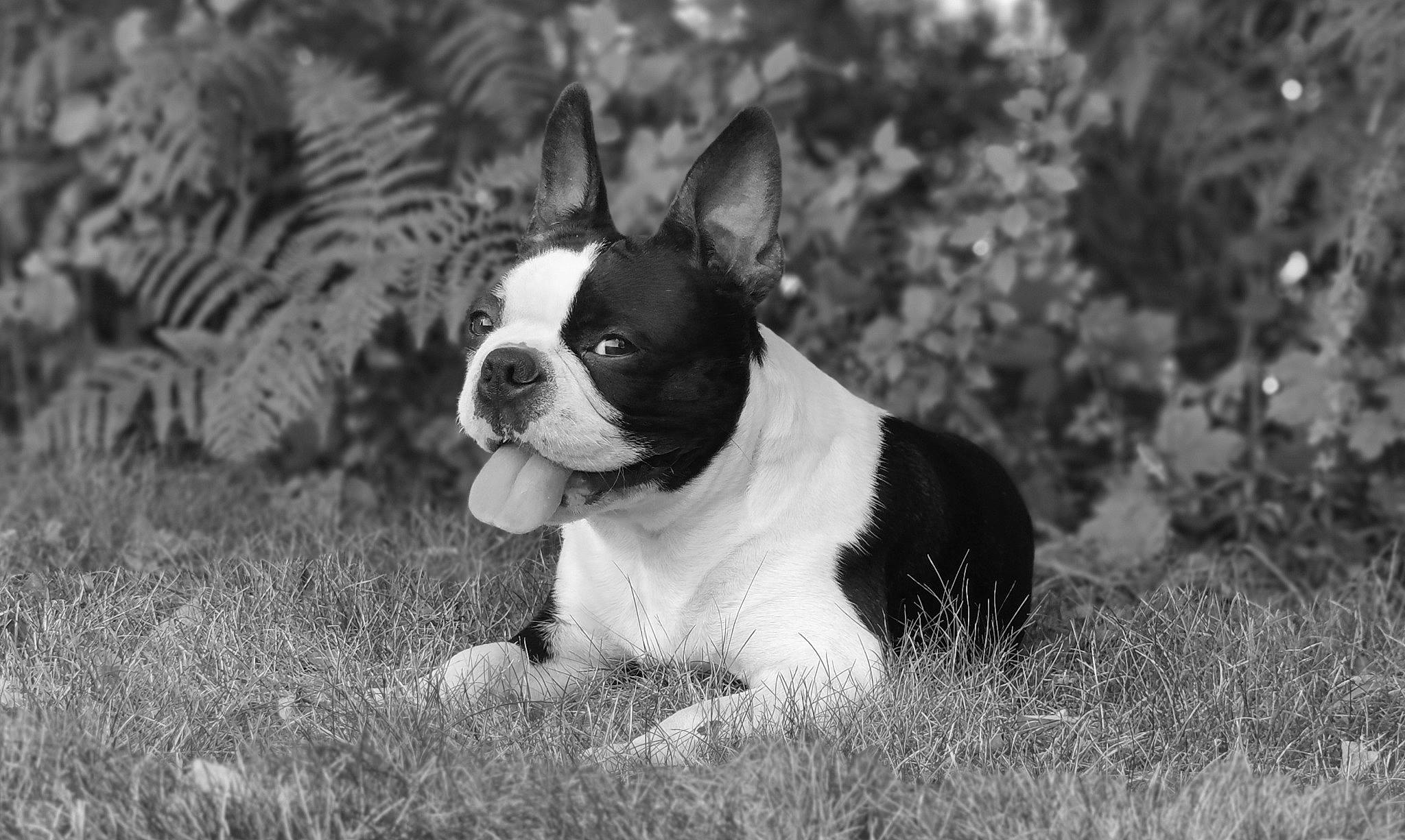 Ryley participe au concours pour gagner de l'argent avec cette photo : ball, boston_terrier, canidae, carnivore, companion_dog, dog, dog_breed, fawn, french_bulldog, grass, monochrome, monochrome_photography, non_sporting_group, plant, snout, sporting_group, terrestrial_animal, toy_dog, whiskers, working_animal