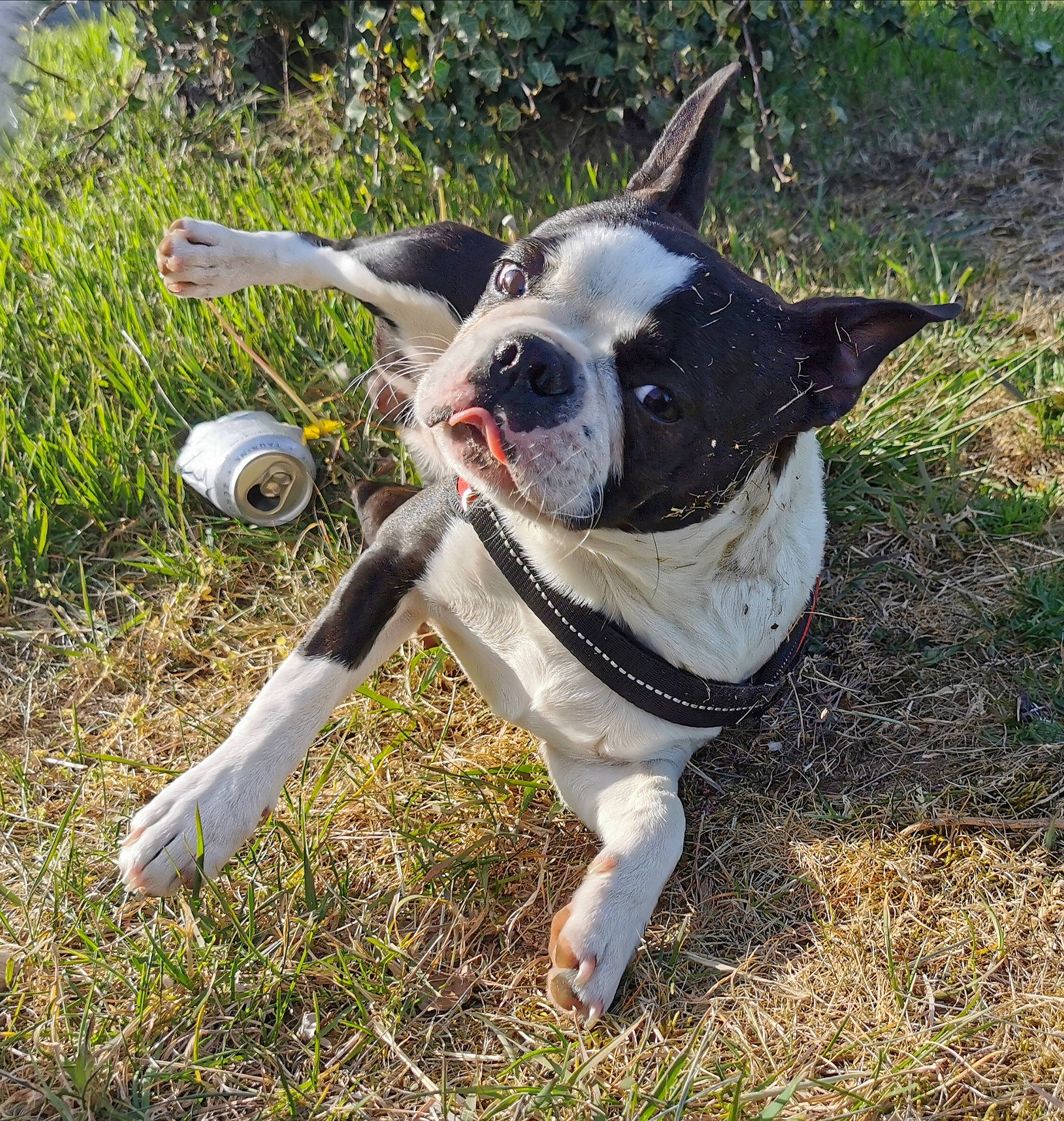 Ryley a rejoint le concours — aidez-le/la à gagner de superbes lots ! boston_terrier, canidae, carnivore, collar, companion_dog, dog, dog_breed, dog_collar, fashion_accessory, fawn, french_bulldog, grass, leash, molosser, plant, snout, sporting_group, tail, whiskers, working_animal