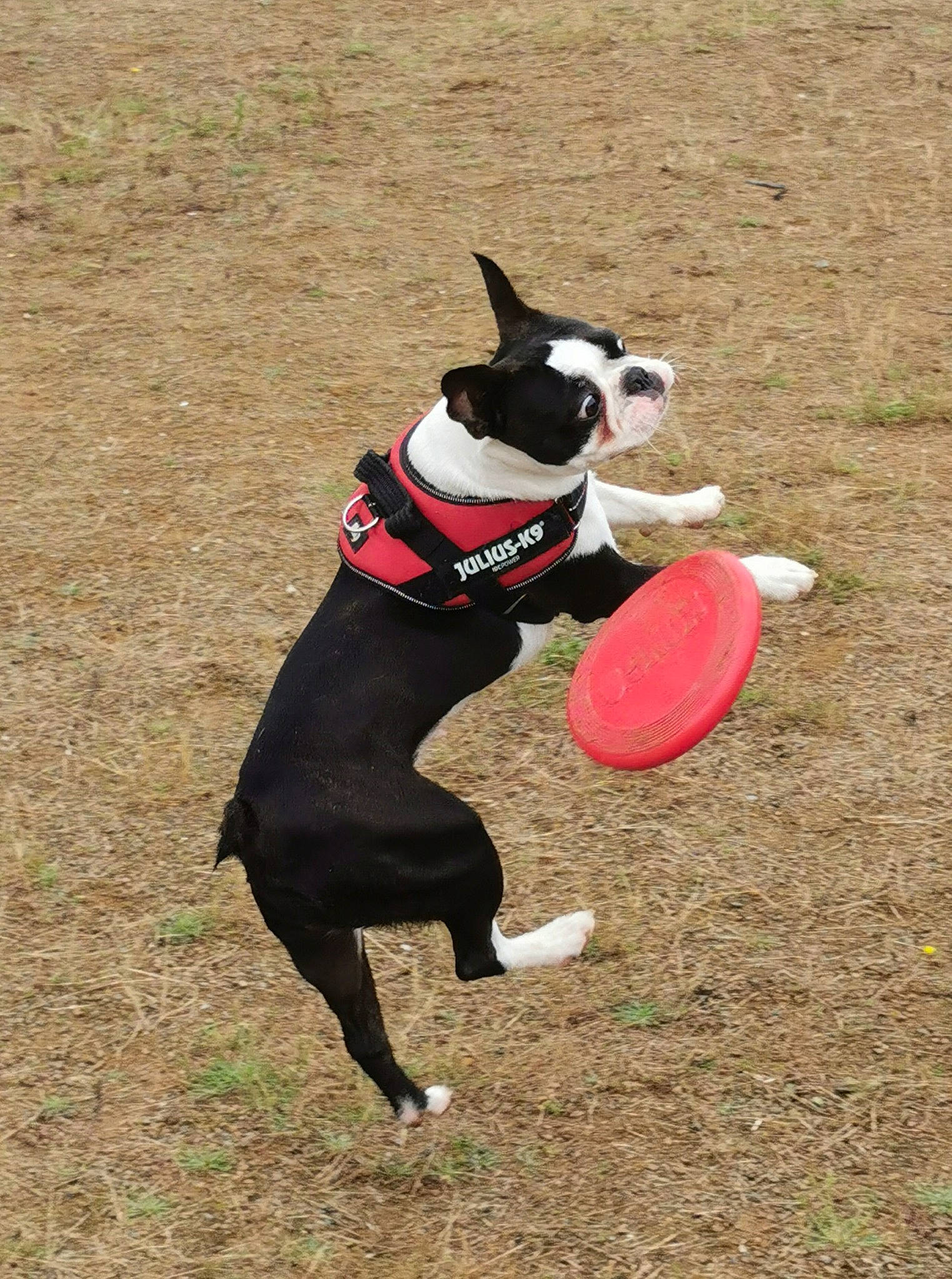 Ryley participe au concours pour gagner de l'argent avec cette photo : animal_sports, ball, carmine, carnivore, companion_dog, disc_dog, dog, dog_breed, dog_sports, dog_supply, dog_toy, flying_disc, frisbee_games, grass, recreation, soccer_ball, sports, sports_equipment, sports_toy, toy