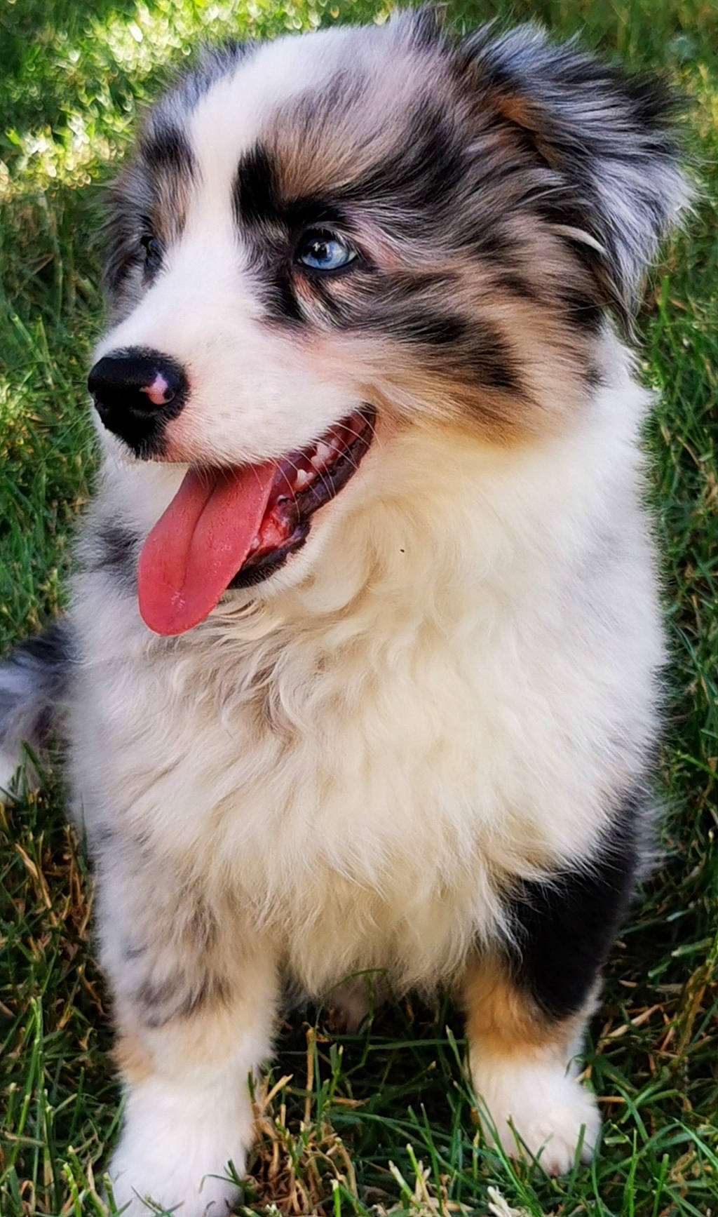 Talyska a rejoint le concours — aidez-le/la à gagner de superbes lots ! australian_collie, australian_shepherd, carnivore, companion_dog, dog, dog_breed, fang, fur, grass, herding_dog, miniature_australian_shepherd, plant, smile, snout, sporting_group, terrestrial_animal, toy_dog, whiskers, working_animal, working_dog
