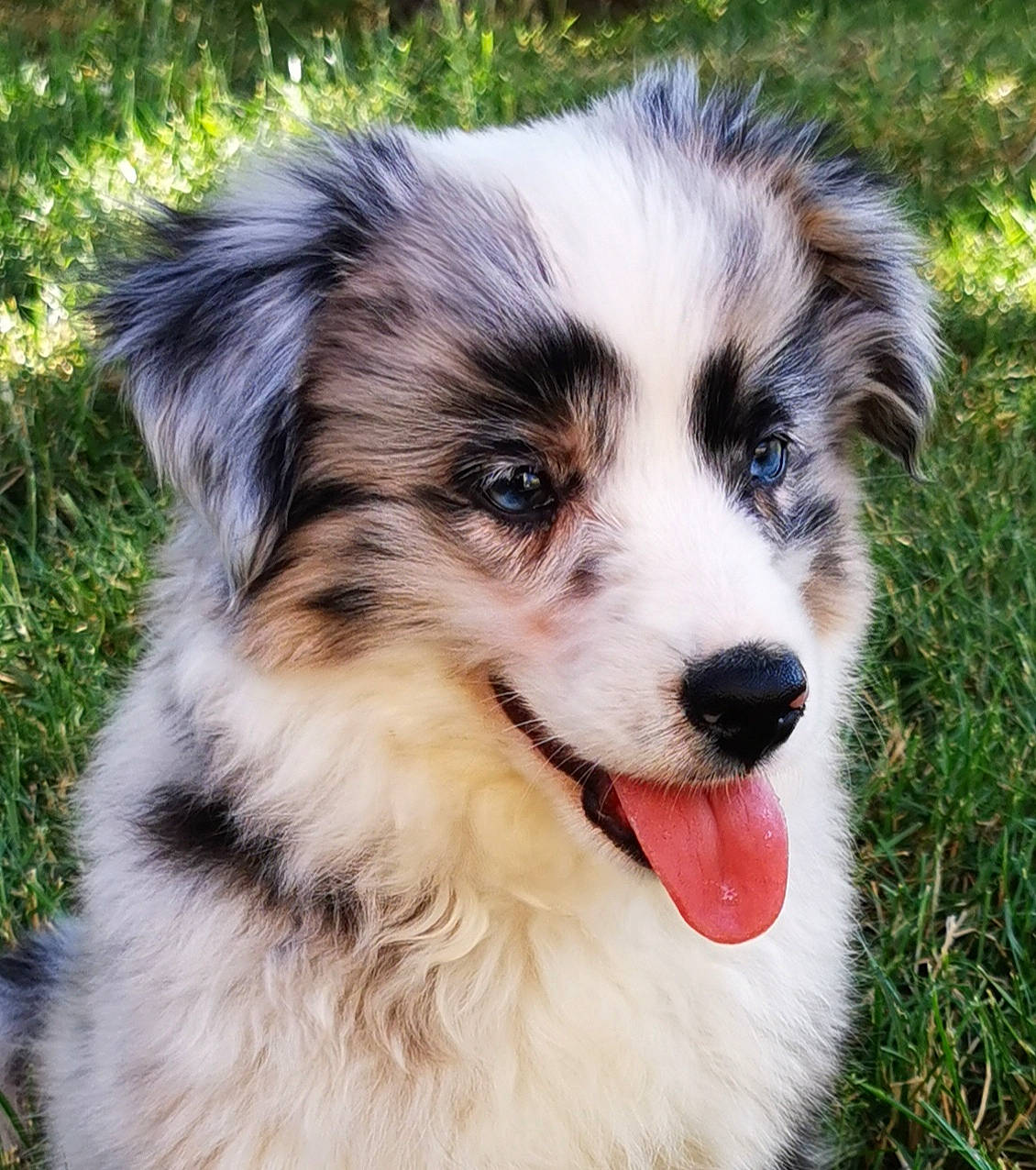 Talyska a rejoint le concours — aidez-le/la à gagner de superbes lots ! ancient_dog_breeds, australian_collie, australian_shepherd, canidae, carnivore, companion_dog, dog, dog_breed, fur, grass, herding_dog, miniature_australian_shepherd, plant, snout, sporting_group, terrestrial_animal, whiskers, working_dog