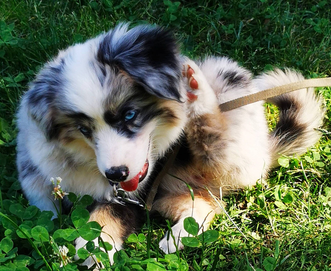 Talyska a rejoint le concours — aidez-le/la à gagner de superbes lots ! ancient_dog_breeds, canidae, carnivore, companion_dog, dog, dog_breed, fur, grass, herding_dog, plant, puppy, scotch_collie, snout, sporting_group, terrestrial_animal, whiskers, working_dog
