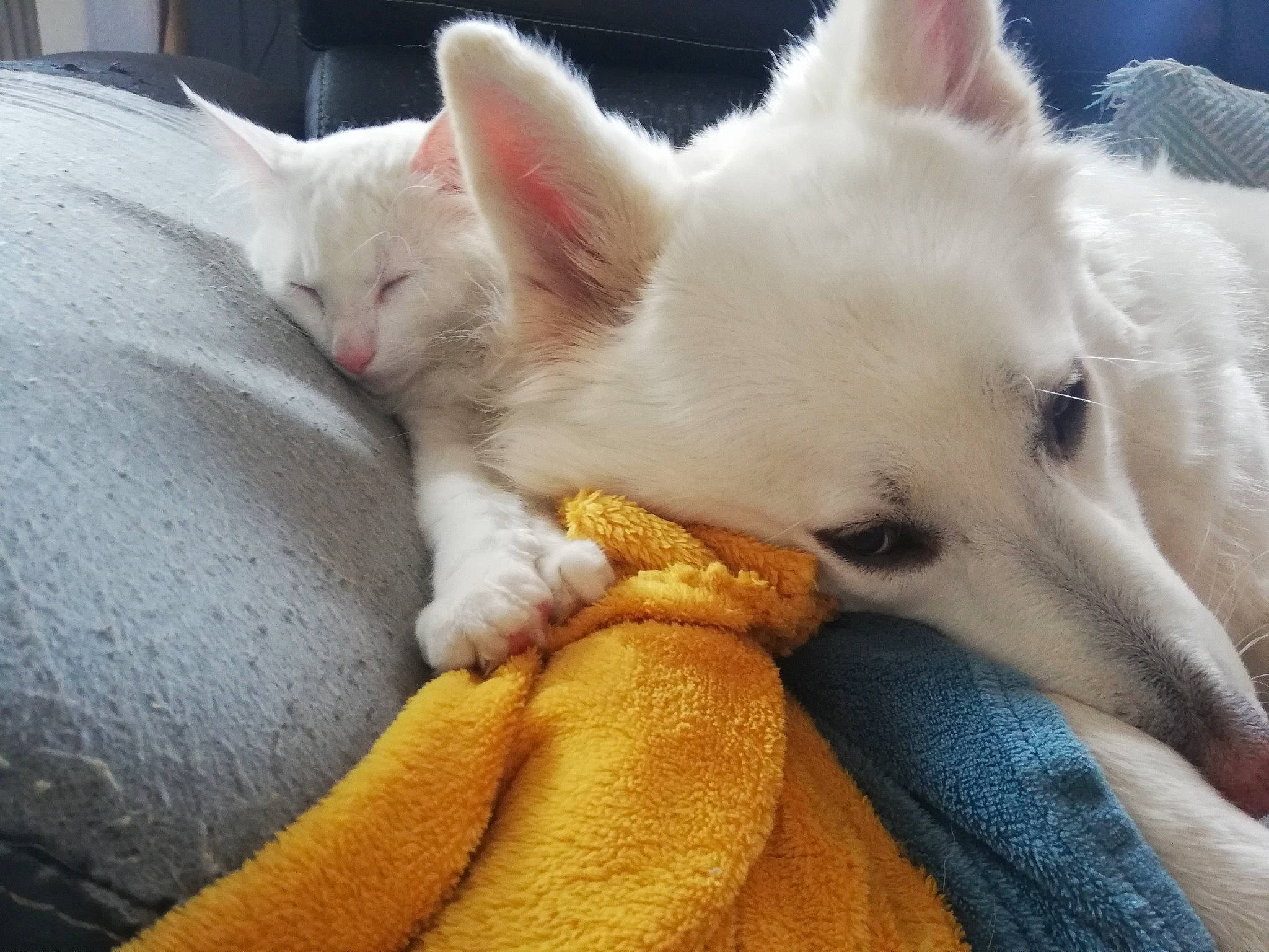 Oggy a rejoint le concours — aidez-le/la à gagner de superbes lots ! canidae, carnivore, cat, comfort, companion_dog, dog, dog_breed, fawn, felidae, fur, giant_dog_breed, nap, non_sporting_group, paw, small_to_medium_sized_cats, snout, sporting_group, texas_heeler, whiskers