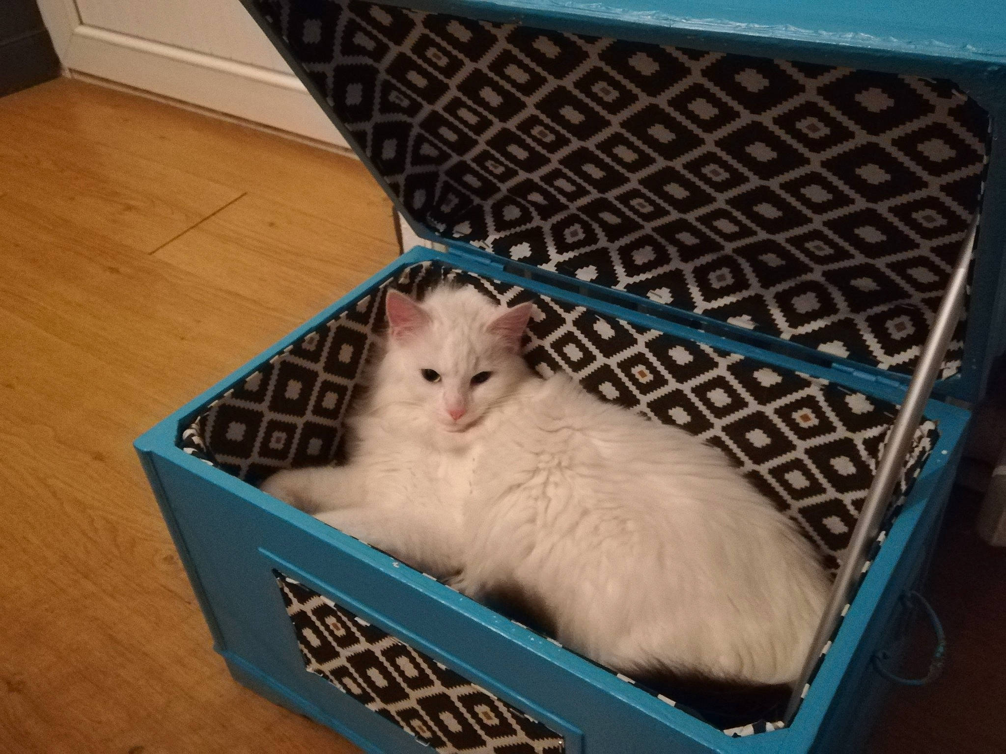 Oggy participe au concours pour gagner de l'argent avec cette photo : basket, box, canidae, carnivore, cat, companion_dog, couch, domestic_short_haired_cat, fawn, felidae, flooring, fur, hardwood, paw, puppy, room, small_to_medium_sized_cats, tail, whiskers, wood
