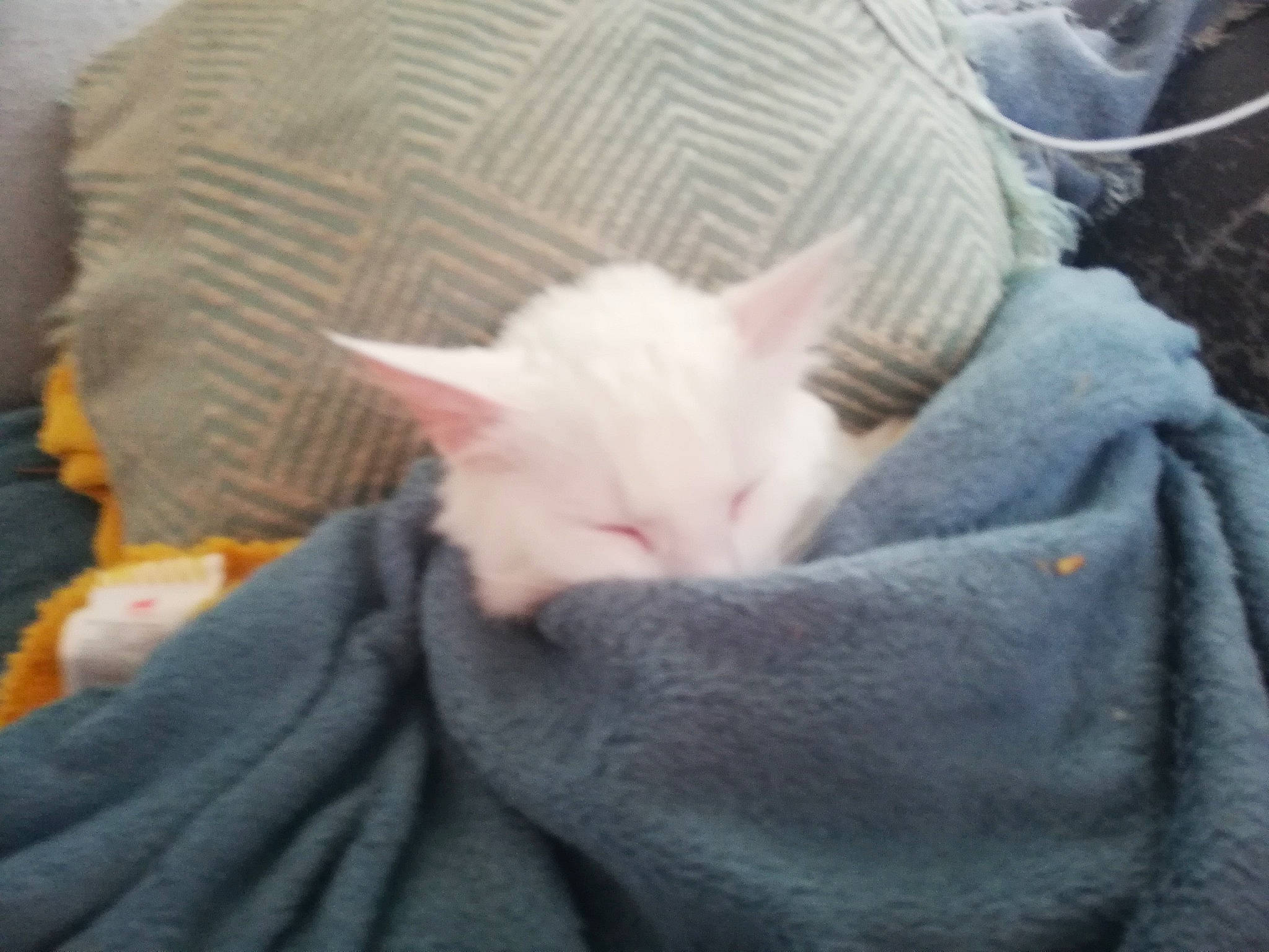 Oggy participe au concours pour gagner de l'argent avec cette photo : canidae, carnivore, cat, claw, comfort, domestic_short_haired_cat, fawn, felidae, fur, grey, knitting, linens, nail, nap, paw, sleep, small_to_medium_sized_cats, tail, whiskers, wool