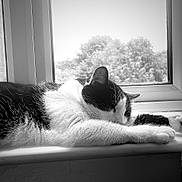 Babi joined the competition — help win amazing prizes! animal, black_and_white, blurred_background, cat, closeup, domestic_cat, feline, fur, indoor, nature_outside, peaceful, pet, quiet, relaxation, resting, sleeping, sunlight, whiskers, window, windowsill