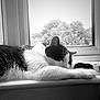animal, black_and_white, blurred_background, cat, closeup, domestic_cat, feline, fur, indoor, nature_outside, peaceful, pet, quiet, relaxation, resting, sleeping, sunlight, whiskers, window, windowsill