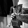 animal, black_and_white, cat, cozy, cute, domestic, feline, furniture, household, indoor, lounge, paw, perch, pet, portrait, relaxed, resting, soft_texture, striped, tabby