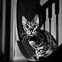 Babi is registered to the contest to win money with this photo: alert, animal, black_and_white, blurred_background, cat, close_up, curved_surface, domestic_cat, dramatic_lighting, focused, fur_pattern, indoor, monochrome, pet, portrait, sitting, stairs, tabby, whiskers, wide_eyes