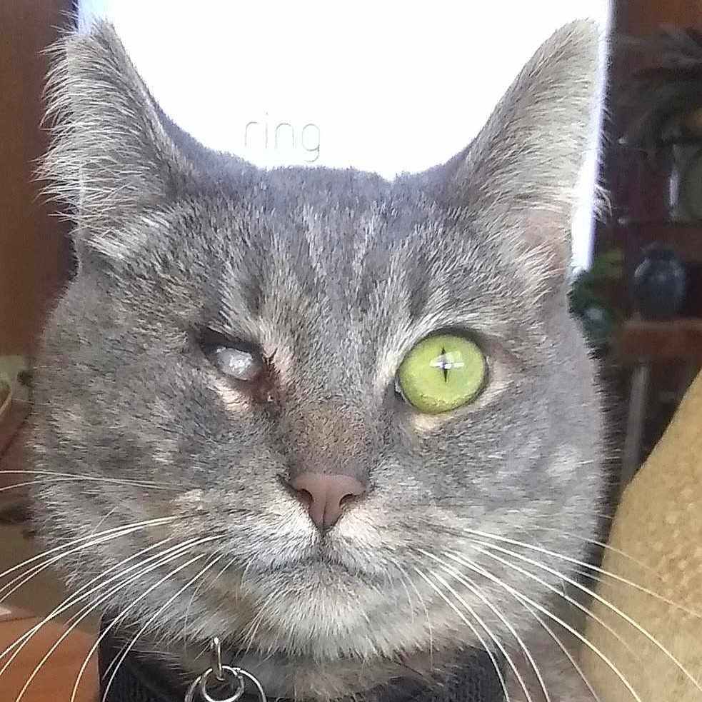 Leela is registered to the contest to win money with this photo: animal, cat, close_shot, close_up, collar, cute, domestic_cat, face, feline, fur, gray_tabby, green_eyes, indoor, mystery, one_eye_closed, pet, portrait, soft_background, whiskers, whiskers_visible