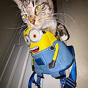 Whisky is registered to the contest to win money with this photo: cat, tabby, backpack, minions, indoor, curious, whiskers, yellow, blue, denim, straps, door, wall, pet, animal, cute, feline, closeup, playful, funny