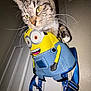 cat, tabby, backpack, minions, indoor, curious, whiskers, yellow, blue, denim, straps, door, wall, pet, animal, cute, feline, closeup, playful, funny