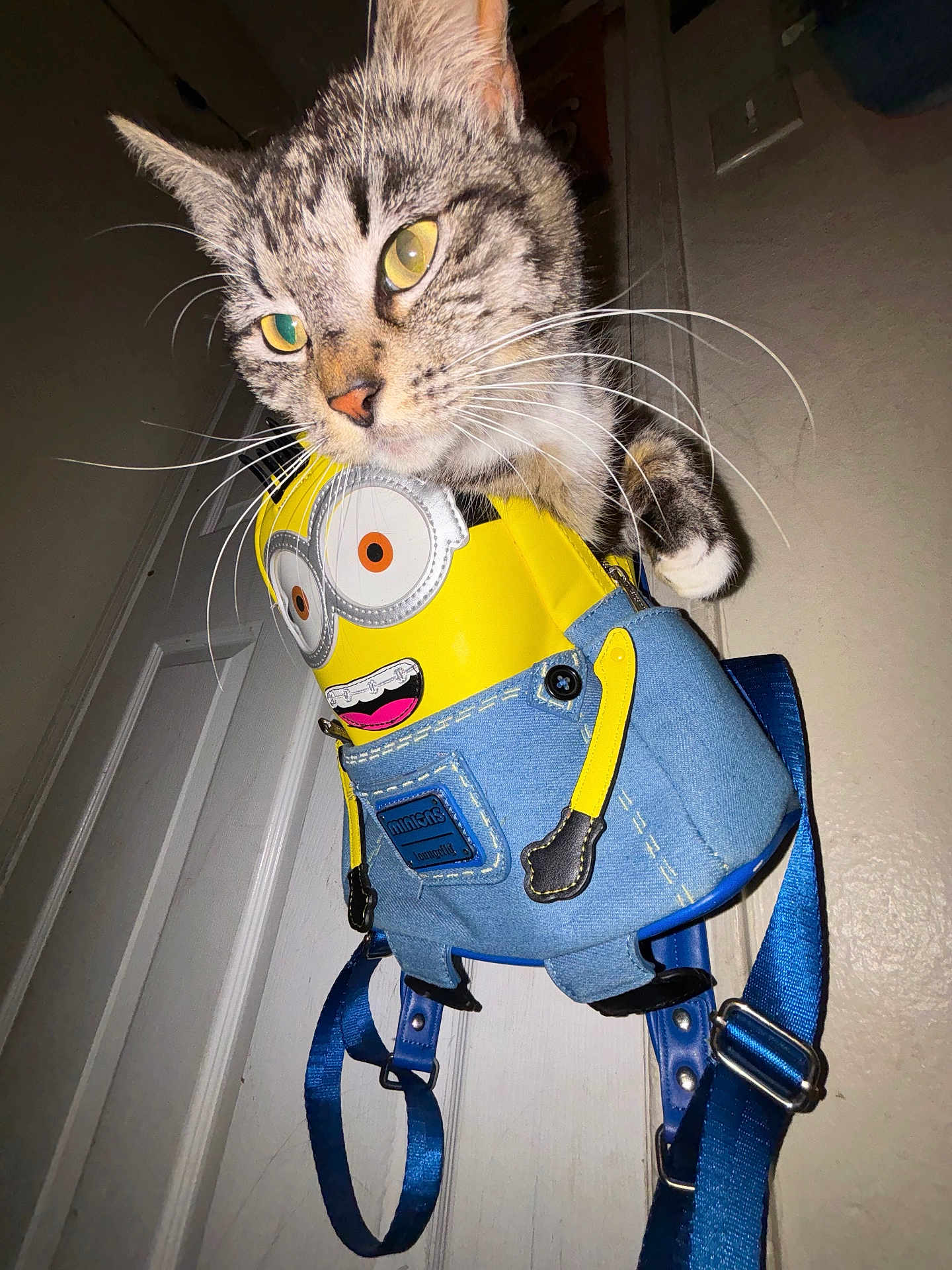 Whisky is registered to the contest to win money with this photo: cat, tabby, backpack, minions, indoor, curious, whiskers, yellow, blue, denim, straps, door, wall, pet, animal, cute, feline, closeup, playful, funny