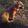 dog, canine, pet, animal, red_harness, grass, dirt, outdoor, side_view, sitting, ears_up, tongue_out, focused, brown_fur, daylight, nature, muzzle, snout, quiet, calm