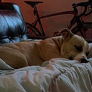 Ares is registered to the contest to win money with this photo: dog, sleeping, blanket, couch, leather_chair, indoor, bicycle, relaxation, pet, fur, comfort, rest, side_view, household, domestic_animal, quiet, warm_lighting, furniture, calm, closeup