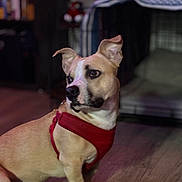 Ares joined the competition — help win amazing prizes! alert, animal, brown_dog, canine, companion, crate, curious, dog, domestic, ears_up, floor, harness, household, indoor, looking_away, pet, red_harness, short_hair, sitting, wooden_floor