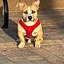 dog, canine, pet, red_harness, sitting, outdoor, paved_surface, shadow, sunlight, bench_leg, wall, ears, face, fur, animal, alert, paws, ground, daytime, companion