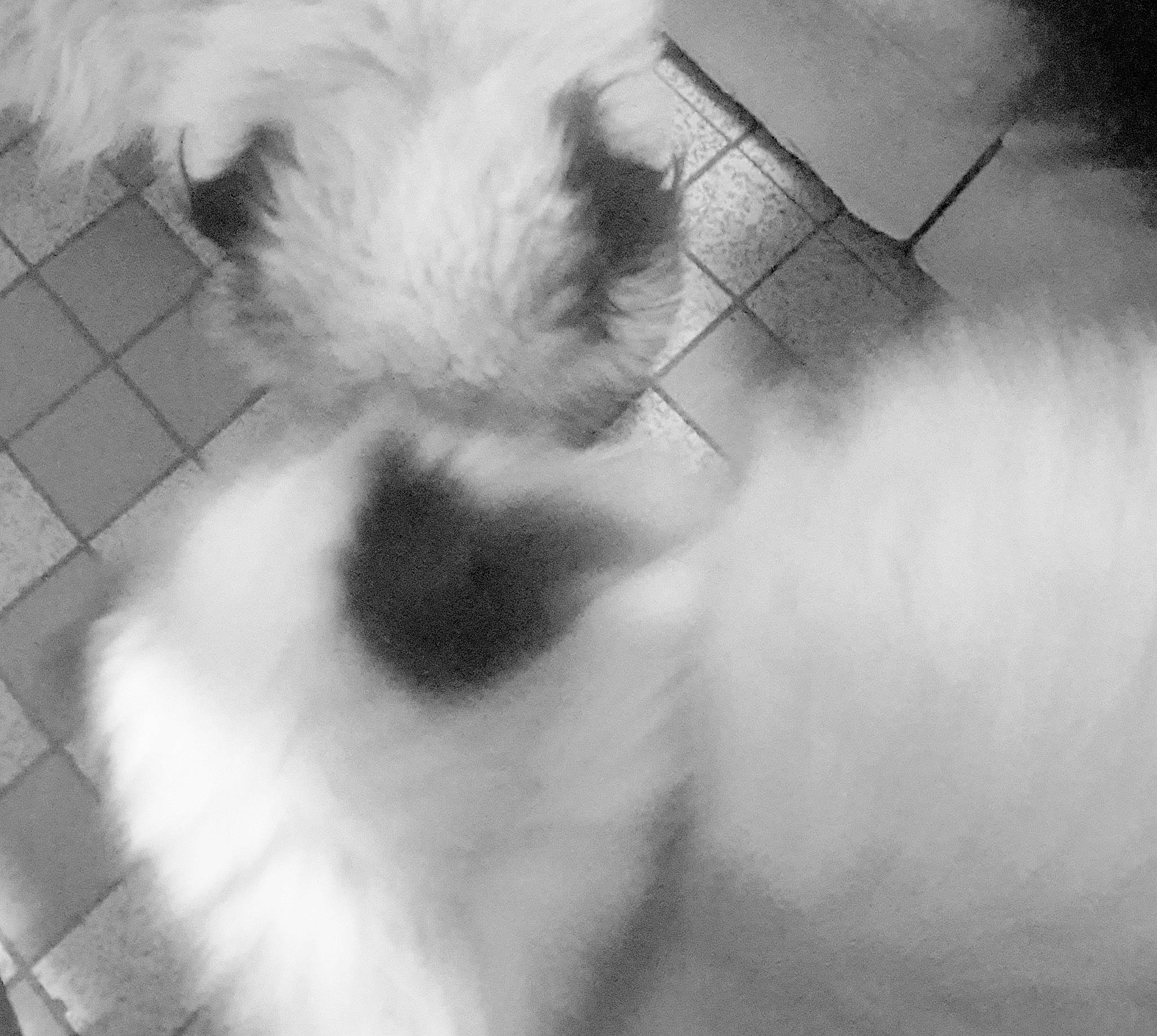 Malou a rejoint le concours — aidez-le/la à gagner de superbes lots ! black_and_white, carnivore, companion_dog, dog, dog_breed, feather, fur, monochrome, monochrome_photography, paw, sky, small_to_medium_sized_cats, snout, sporting_group, style, tail, toy_dog, whiskers, wing, working_animal