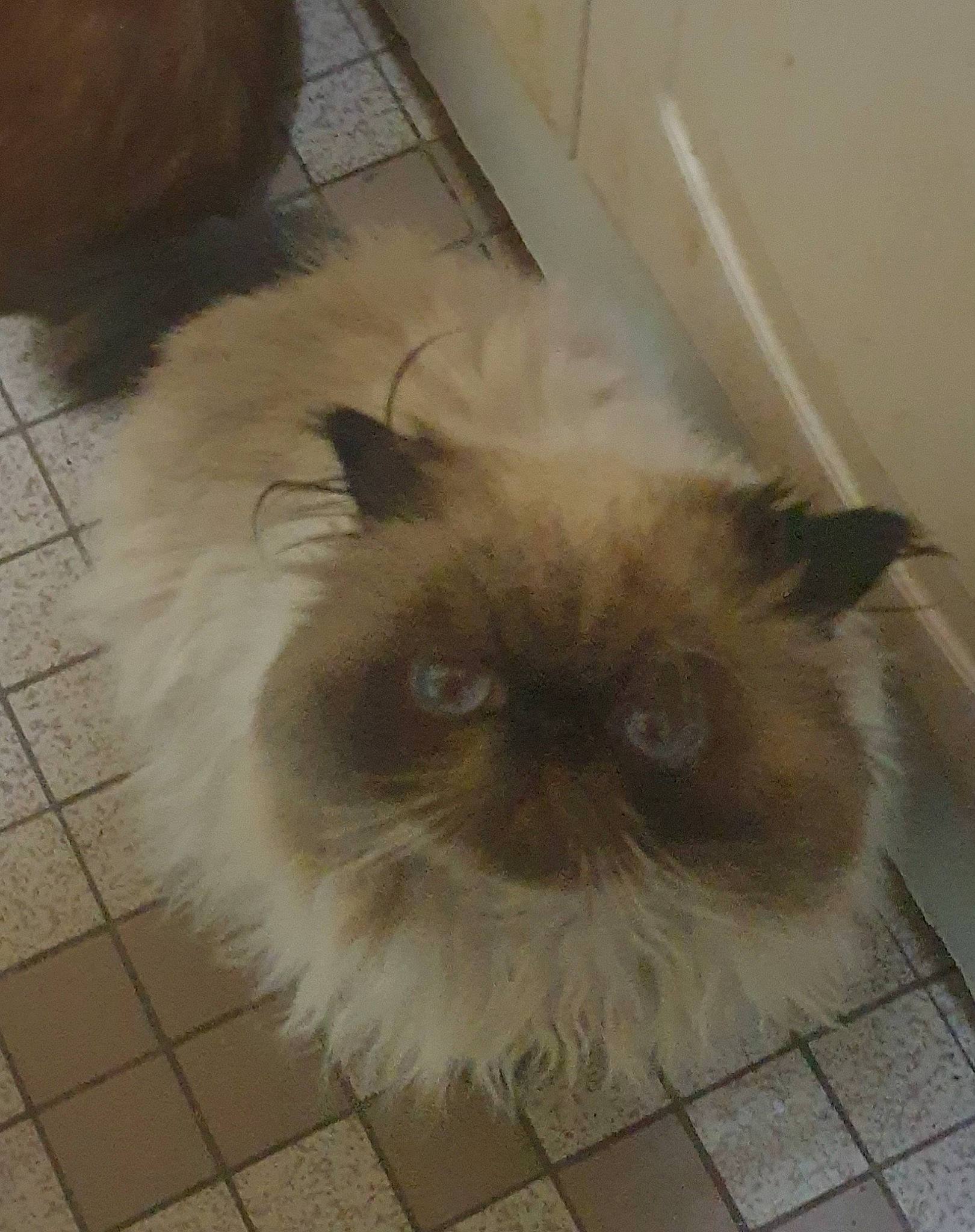 Malou a rejoint le concours — aidez-le/la à gagner de superbes lots ! carnivore, cat, fawn, felidae, flooring, fur, hardwood, plant, small_to_medium_sized_cats, snout, tail, whiskers