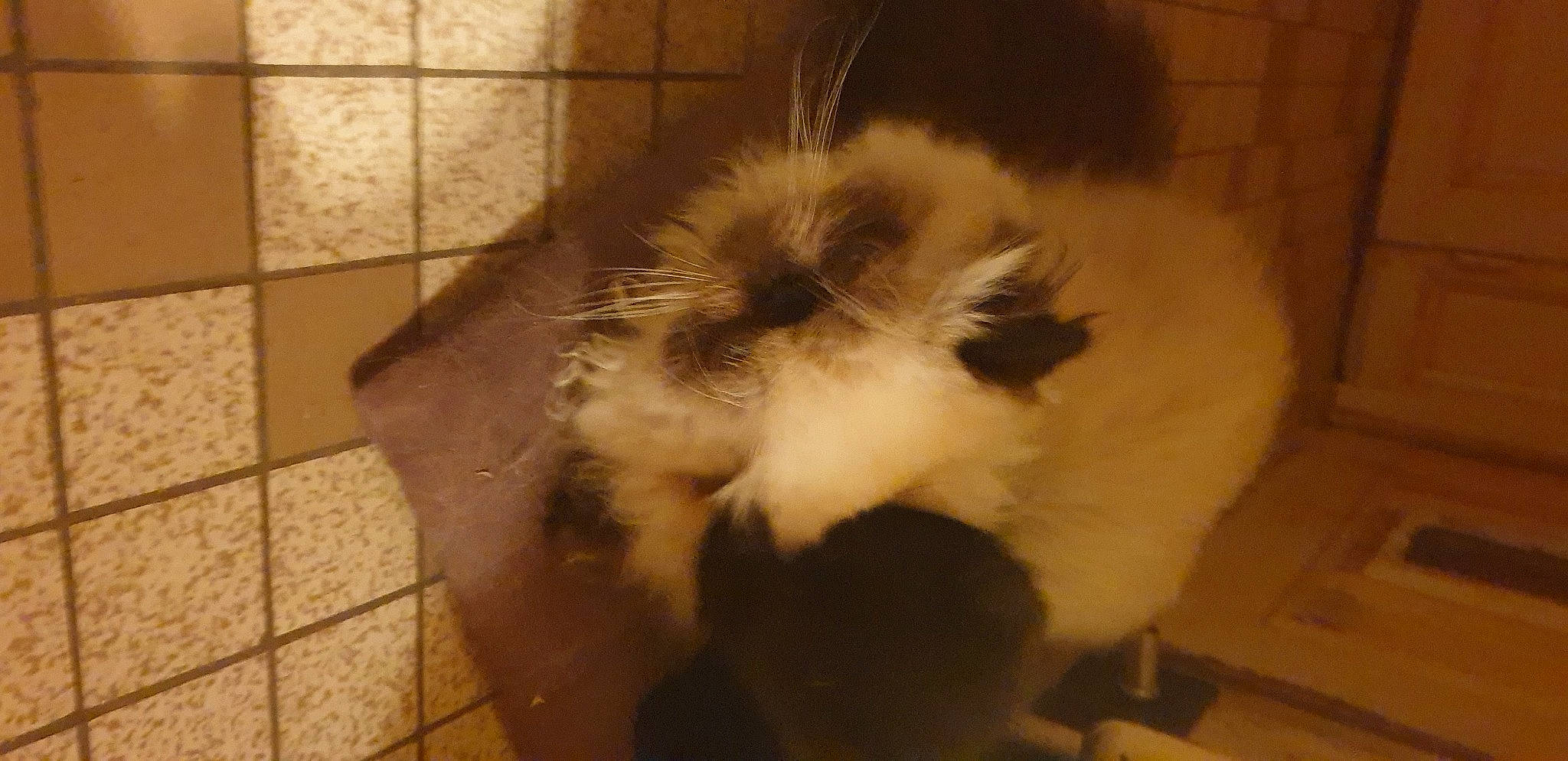 Malou a rejoint le concours — aidez-le/la à gagner de superbes lots ! canidae, carnivore, cat, claw, companion_dog, dog_breed, fawn, felidae, flooring, fur, paw, small_to_medium_sized_cats, snout, sporting_group, tail, terrestrial_animal, tile_flooring, whiskers