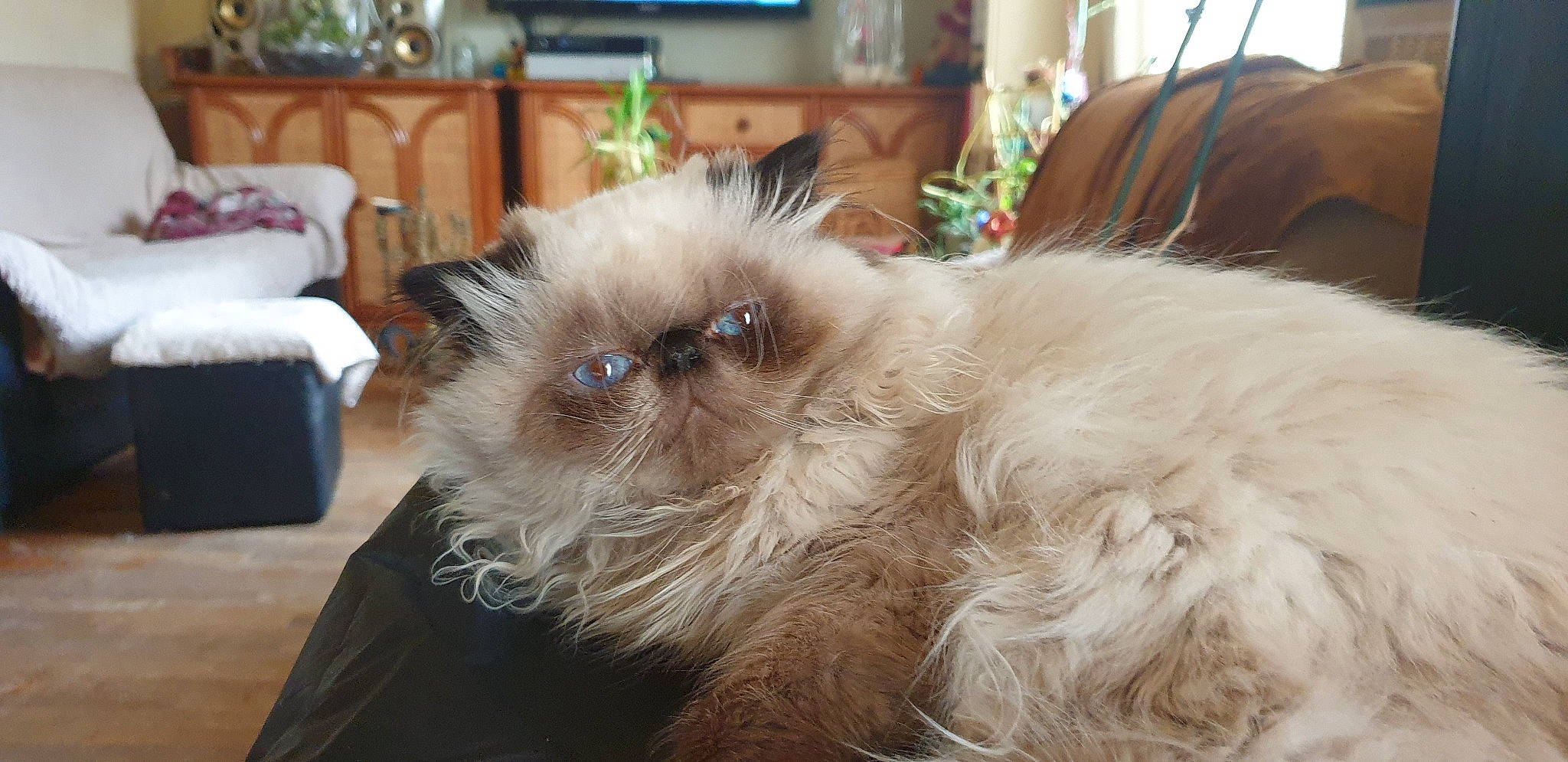 Malou participe au concours pour gagner de l'argent avec cette photo : balinese, birman, carnivore, cat, comfort, companion_dog, fawn, felidae, fur, houseplant, natural_material, picture_frame, plant, ragdoll, siamese, small_to_medium_sized_cats, snout, television, terrestrial_animal, whiskers