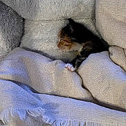 Asapp joined the competition — help win amazing prizes! kitten, cat, sleeping, bed, blanket, cozy, fur, soft, comfort, indoor, nap, cute, small, resting, domestic_animal, pet, warm, feline, tucked_in, peaceful