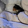 kitten, cat, sleeping, bed, blanket, cozy, fur, soft, comfort, indoor, nap, cute, small, resting, domestic_animal, pet, warm, feline, tucked_in, peaceful