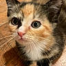 kitten, calico, cat, pet, animal, whiskers, fur, close_up, cute, indoor, wooden_floor, pink_nose, eyes, young, small, mammal, feline, domestic, sitting, portrait