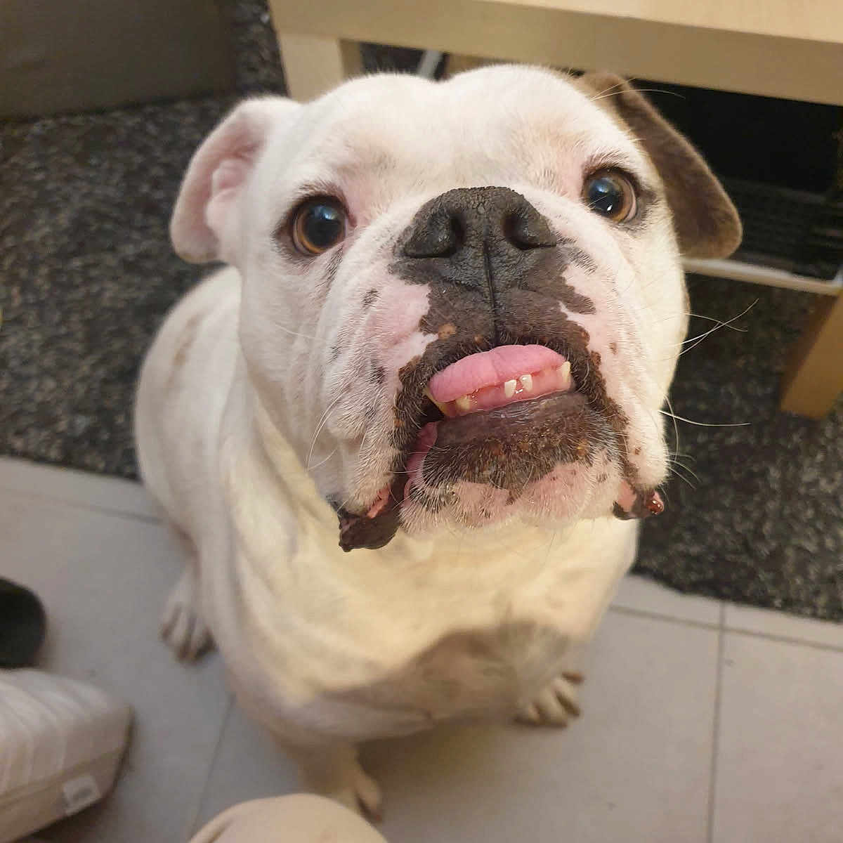 Sherlock participe au concours pour gagner de l'argent avec cette photo : dog, bulldog, white_dog, pet, indoor, floor, tile_floor, table, close_up, looking_up, cute, animal, companion, mammal, domestic_animal, face, ears, teeth, snout, whiskers