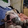 animal, blanket, bulldog, closeup, comfort, cozy, cute, dog, fur, furniture, home, indoor, mouth, paw, pet, playful, relaxed, resting, rope_toy, teeth