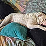 animal, black_pillow, blue_pillow, bulldog, colorful_background, companion, couch, cozy, dog, fur, home, indoor, patterned_fabric, pet, pillow, relaxed, resting, sleeping, tongue_out, white_dog