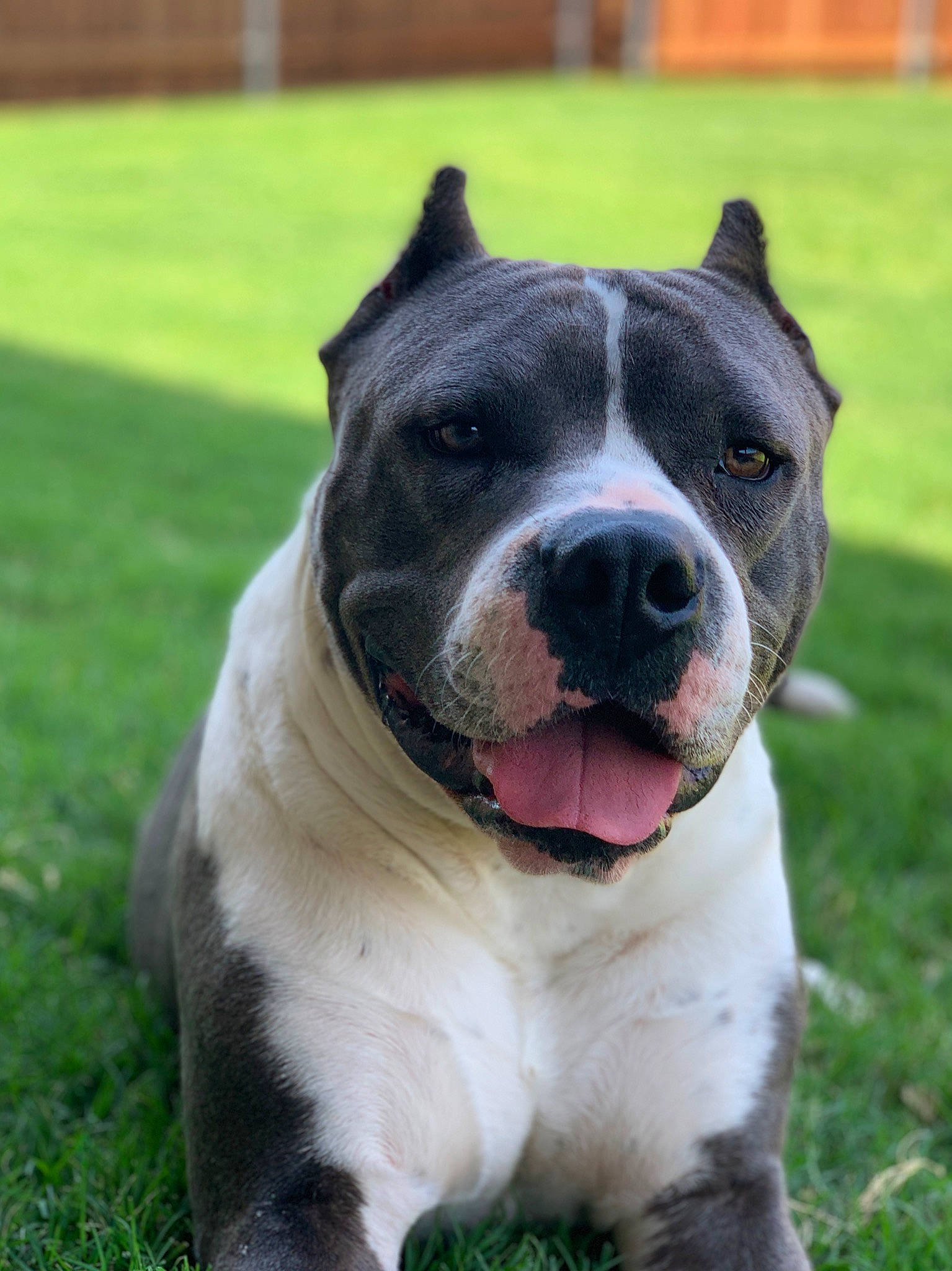 Atreus is registered to the contest to win money with this photo: ancient_dog_breeds, canidae, carnivore, collar, companion_dog, dog, dog_breed, dog_collar, fawn, grass, molosser, non_sporting_group, plant, snout, sporting_group, terrestrial_animal, whiskers, window, working_animal, working_dog