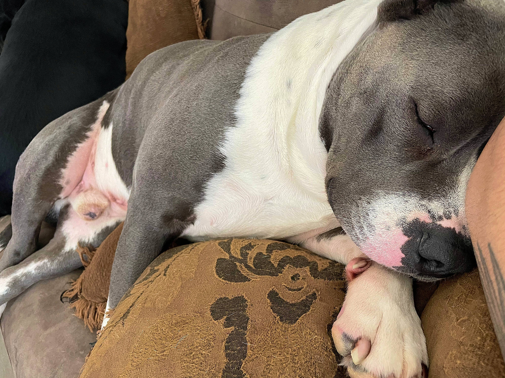 Atreus joined the competition — help win amazing prizes! canidae, carnivore, comfort, companion_dog, dog, dog_breed, fawn, fur, grey, mammal, nap, non_sporting_group, paw, snout, sporting_group, suidae, terrestrial_animal, vertebrate, whiskers, working_animal