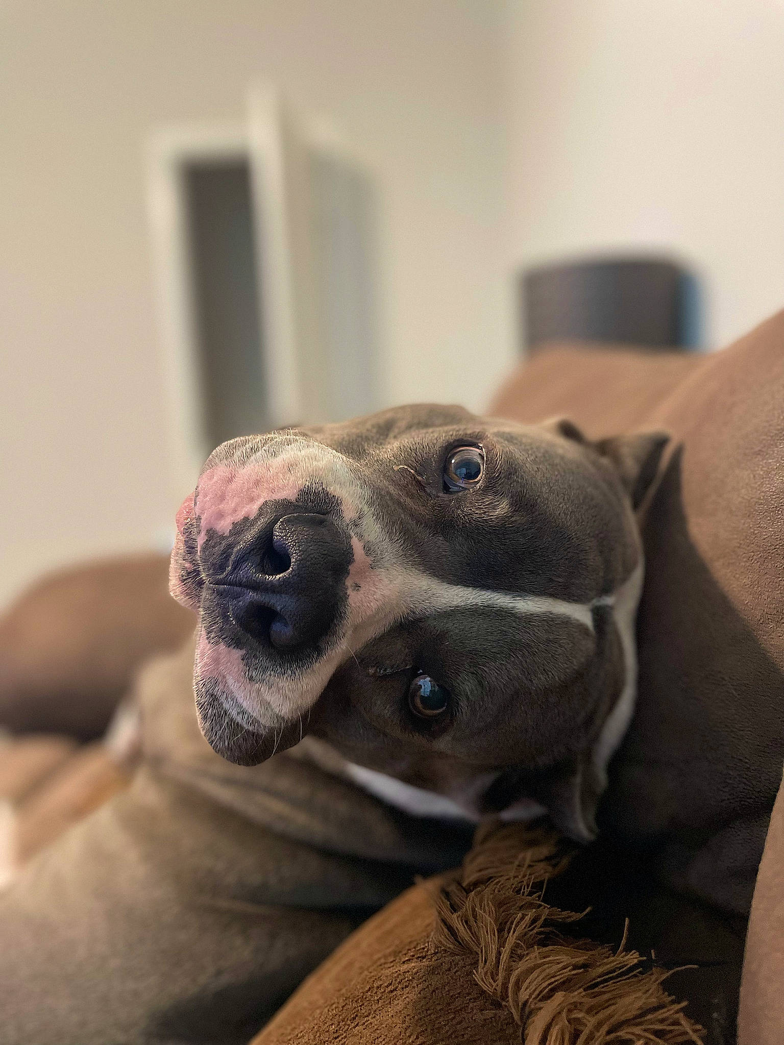 Atreus is registered to the contest to win money with this photo: canidae, carnivore, comfort, companion_dog, dog, dog_breed, ear, eye, fawn, fur, grey, jaw, paw, snout, sporting_group, terrestrial_animal, toy_dog, whiskers, working_animal, wrinkle