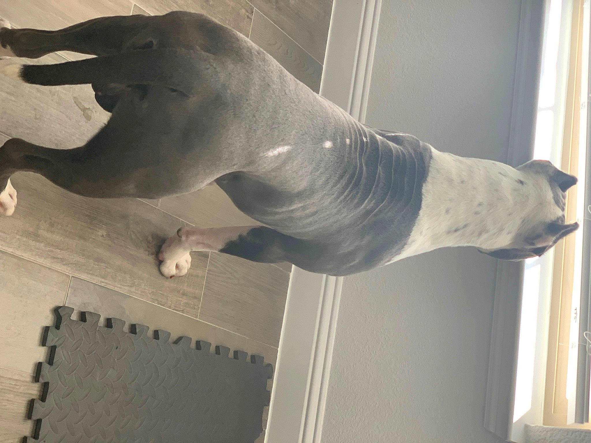 Atreus joined the competition — help win amazing prizes! art, ceiling, elbow, gesture, grey, human_body, human_leg, jaw, monument, plaster, sculpture, statue, tail, terrestrial_animal, trunk, vertebrate, wall, water, wood, working_animal