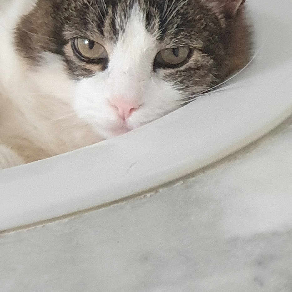 Caline participe au concours pour gagner de l'argent avec cette photo : abyssinian, angora, animal, art, bathing, bathtub, cat, kitten, manx, person, pet, photography, plant, porcelain, pottedplant, pottery, sink, sinkfaucet, sleeping, tub