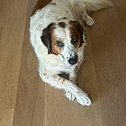 Hunter is registered to the contest to win money with this photo: dog, animal, pet, lying_down, wooden_floor, brown_and_white_fur, crossed_paws, indoor, canine, looking_up, fur, mammal, domestic_animal, companion, quiet, calm, relaxed, flooring, portrait, cute