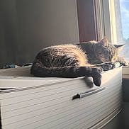 Polly is registered to the contest to win money with this photo: cat, tabby, sleeping, sunlight, window, dresser, furniture, indoor, pet, resting, cozy, home, animal, feline, relaxing, daylight, cute, domestic, peaceful, nap