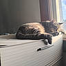 cat, tabby, sleeping, sunlight, window, dresser, furniture, indoor, pet, resting, cozy, home, animal, feline, relaxing, daylight, cute, domestic, peaceful, nap