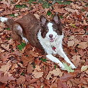 Sadie joined the competition — help win amazing prizes! dog, brown, white, autumn_leaves, outdoor, grass, pet, canine, happy, lying_down, nature, fall, leaf_litter, ears_up, collar, smiling, playful, animal, fur, daytime