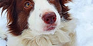 Sadie joined the competition — help win amazing prizes! dog, border_collie, brown, white, fur, collar, red_collar, snow, outdoor, pet, closeup, animal, cute, winter, adorable, canine, portrait, fluffy, looking_up, nature