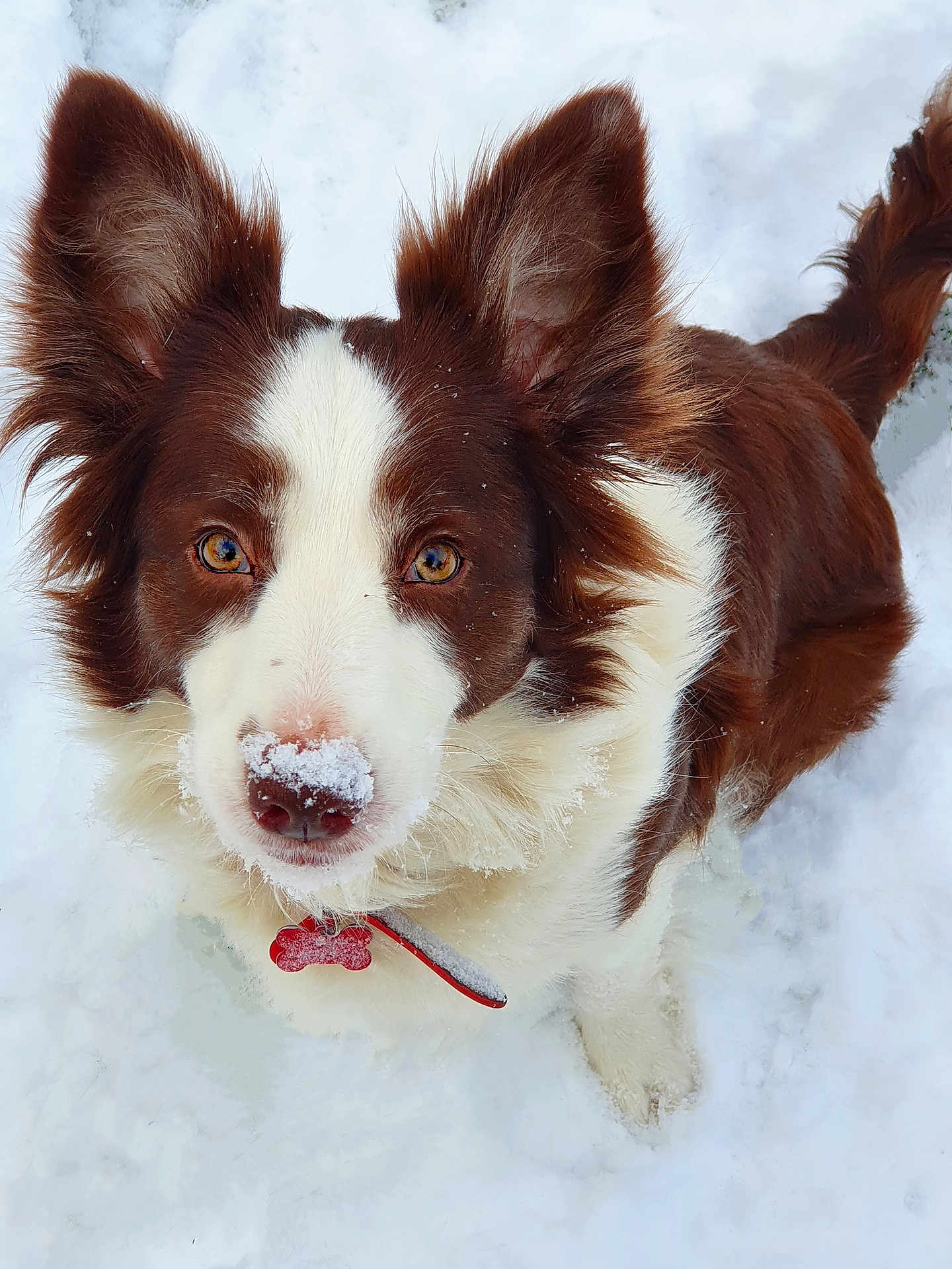 Sadie