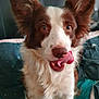 Sadie joined the competition — help win amazing prizes! dog, canine, pet, tongue_out, licking, brown_and_white, fluffy, ears, indoor, bed, bedding, curious, playful, close_up, animal, fur, mouth, nose, looking_at_camera, companion