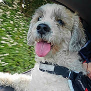 Patch is registered to the contest to win money with this photo: dog, white_dog, curly_fur, tongue_out, car_interior, harness, window, greenery, happy, pet, animal, seat, travel, road_trip, fur, closeup, canine, companion, cute, portrait