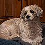 dog, pet, curly_fur, lying_down, blanket, wooden_door, indoor, cozy, calm, fur, animal, companion, resting, comfort, cute, mammal, domestic, portrait, relaxed, furniture