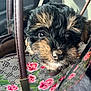 puppy, dog, close_up, black, tan, floral_bag, pattern, cute, pet, animal, fur, leather_handle, indoor, curious, face, nose, whiskers, soft_light, texture, accessory