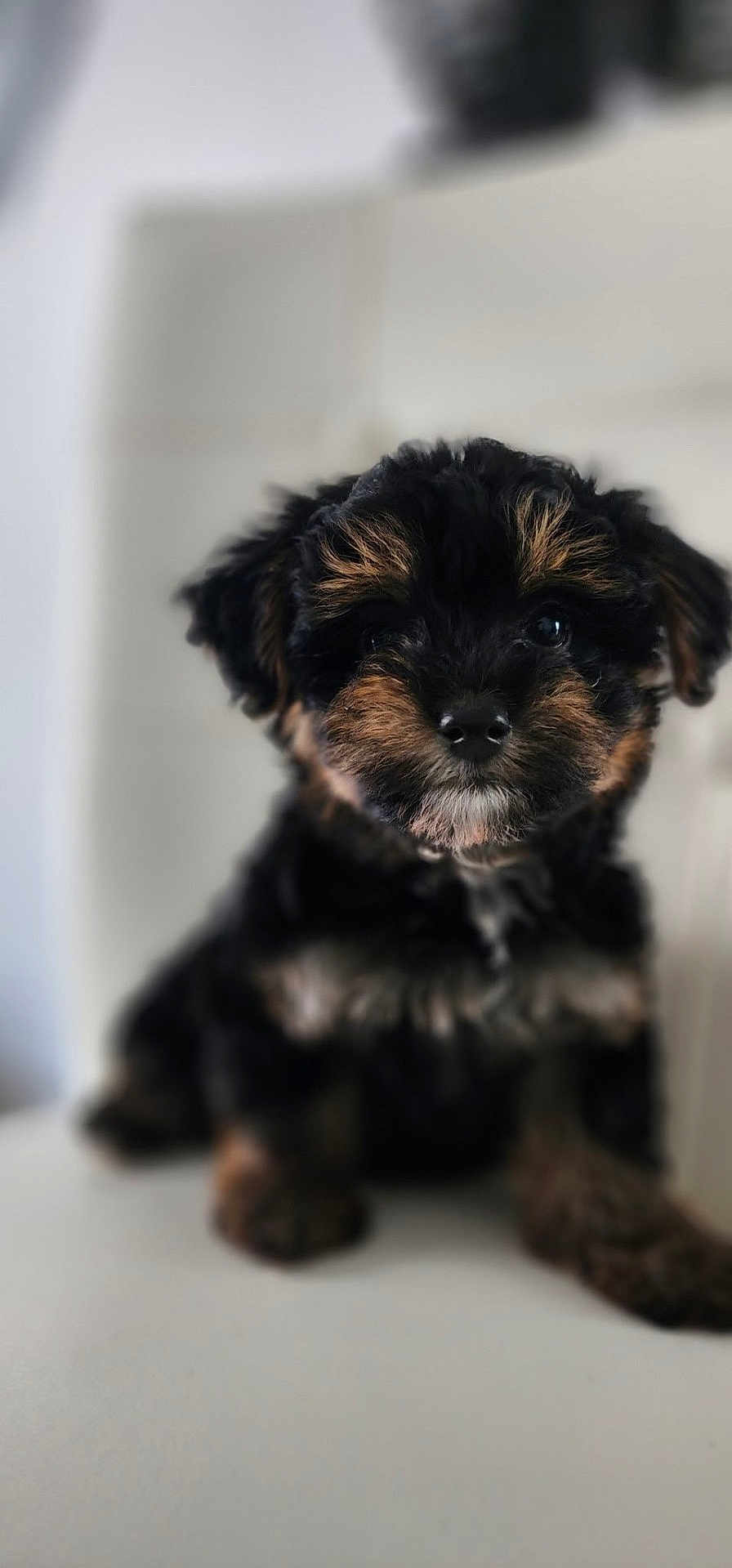 Benji