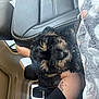 puppy, dog, car_interior, seat, blanket, tattoo, person, leg, fur, cute, pet, cozy, window, headrest, black_fur, brown_fur, indoor, travel, comfort, animal