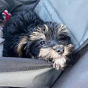 Benji joined the competition — help win amazing prizes! puppy, dog, black, tan, fur, pet, animal, closeup, face, nose, eyes, carrier, fabric, cozy, cute, small, young, resting, indoor, companion
